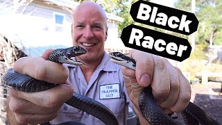 Florida Southern Black Racer. Common black snake (Coluber constrictor priapus)