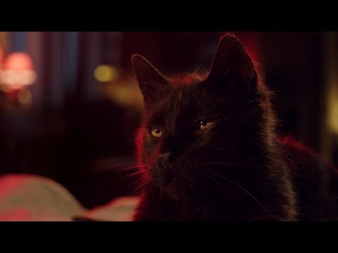 Трейлер