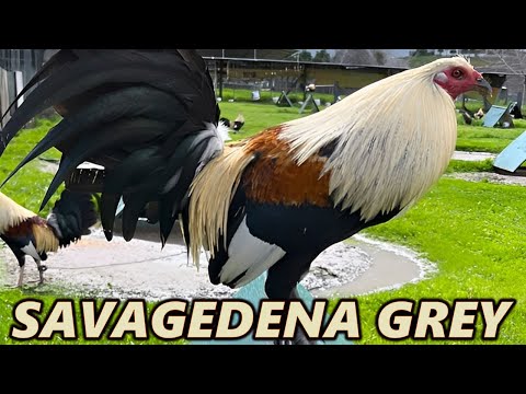 Claret Grey Kelso Radio - SAVAGEDENA FARM California | Beautiful Birds Farm Visit