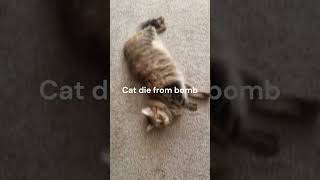 Download lagu Top 10 saddest moments 😭😭😭#cat #cats #scary #sad #verysad mp3