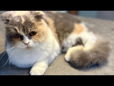 How To Groom A Cat | Long Hair Cat Scissors Work | Pet Grooming Academy Tutorial Video