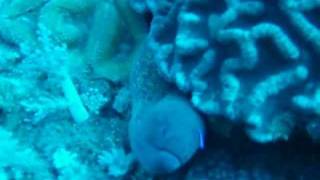preview picture of video 'Diving with shark, turtle, triggerfish, muraena a.o. - Adventure on The Bali'