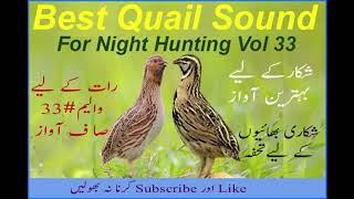 Batair ki Awaz  Batair Sound vol 33  Common Quail 