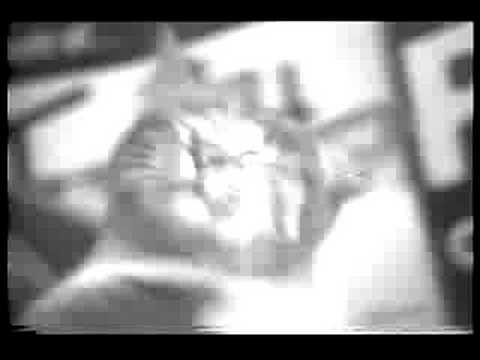 The Armchairs - Cat In A Box
