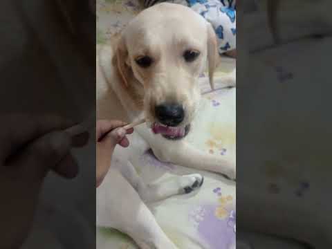 Bindu🐕& Icecream🍦#pets #happypets #dog #doglover #labrador #petowner #dogowner #pet #funny #petlover