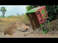 Easy Quail Trap Using Paper Box DIY Bird Trap
