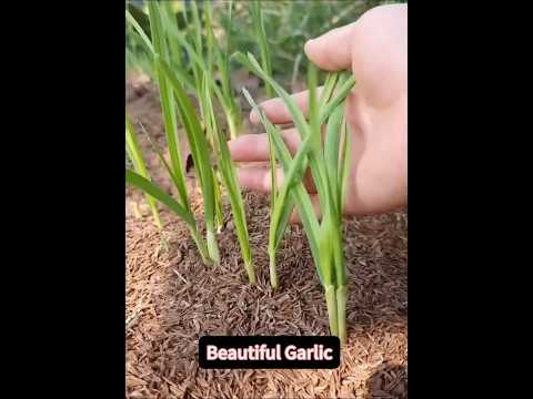 How to Growing Garlic at Home# plant harvest in home#garlicfarm #garlic #farming #agriculturefarming