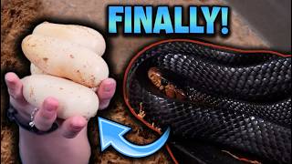 Our Eastern Indigo Snake LAID EGGS!!