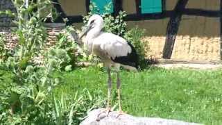 preview picture of video 'Une Cigogne blanche (Ciconia ciconia)  a l'Ecomusée d'Alsace, Ungersheim, Haut-Rhin'
