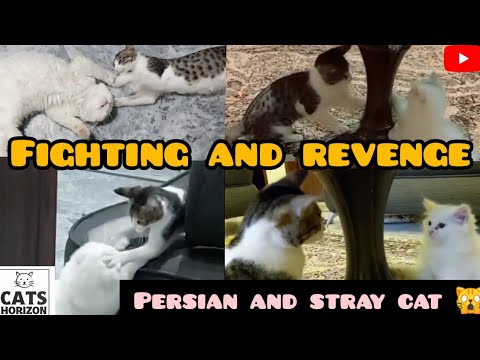 Cats Fighting ||cats ki masoom c larai😻