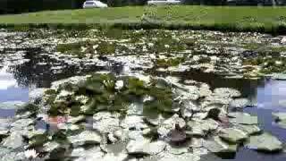 preview picture of video 'Waterlilies in Vecpiebalga'