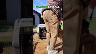 Naučite psa da vrši nuždu uvek na željeno mesto #mojpas #pas #obukapasa #dresurapasa #