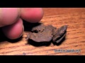 Smoking some Moroccan Hash (Hashish/Polm ...