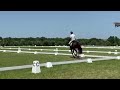 Gelding Hanoverian For sale 2021 Dark Bay