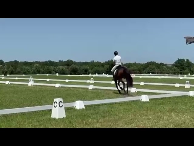 Gelding Hanoverian For sale 2021 Dark Bay