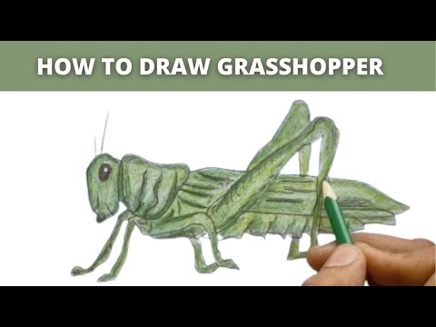 Grasshopper Drawing | How To Draw Grasshopper