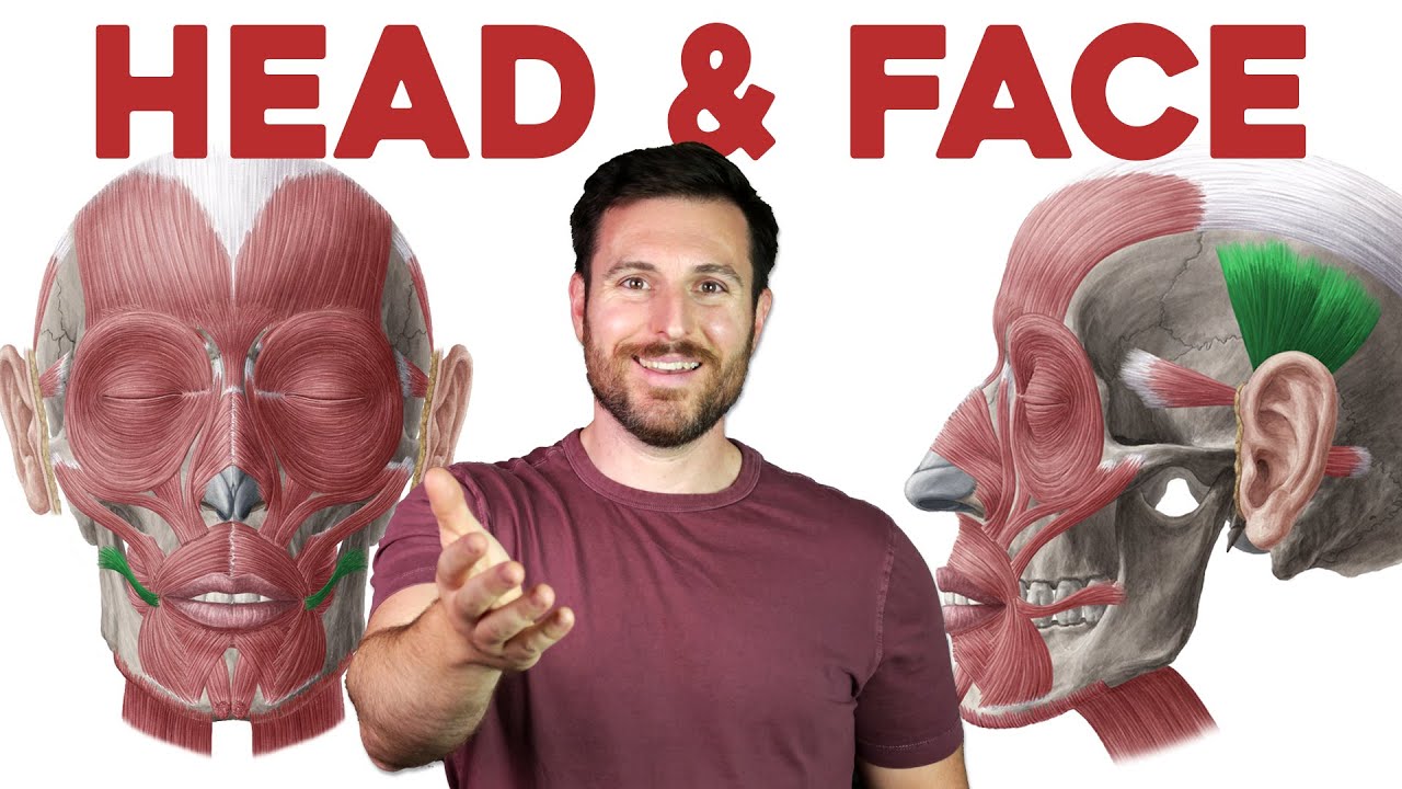 How to Remember Every Muscle in the Head and Face | Corporis