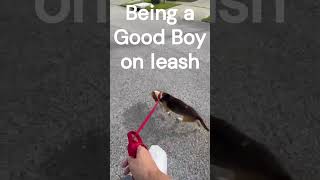 Video preview image #1 Beagle Puppy For Sale in Dunnellon, FL, USA