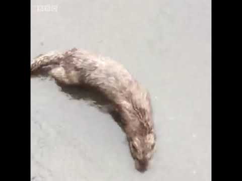水獺教給人們憤怒的語言。 (An otter teaches the language of anger)