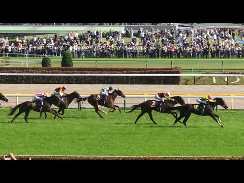 【現地】スターズオンアース オークス・優駿牝馬 (短編 ﾚｰｽのみ)