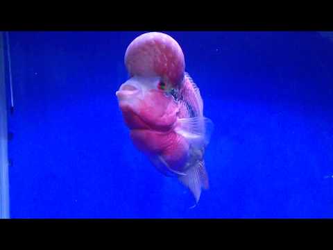Red Dragon Flowerhorn Cichlid aquarium tank