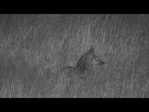 Djuma: Side-striped Jackal - 00:33 - 04/18/19