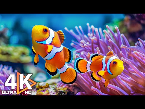 The Best 4K Aquarium - Dive Into The Mesmerizing Underwater Realm, Sea Jellyfish, Coral Reefs #10