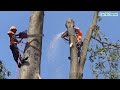 Tree Cutting Skills In Anticipation Of A Falling Tree Disaster