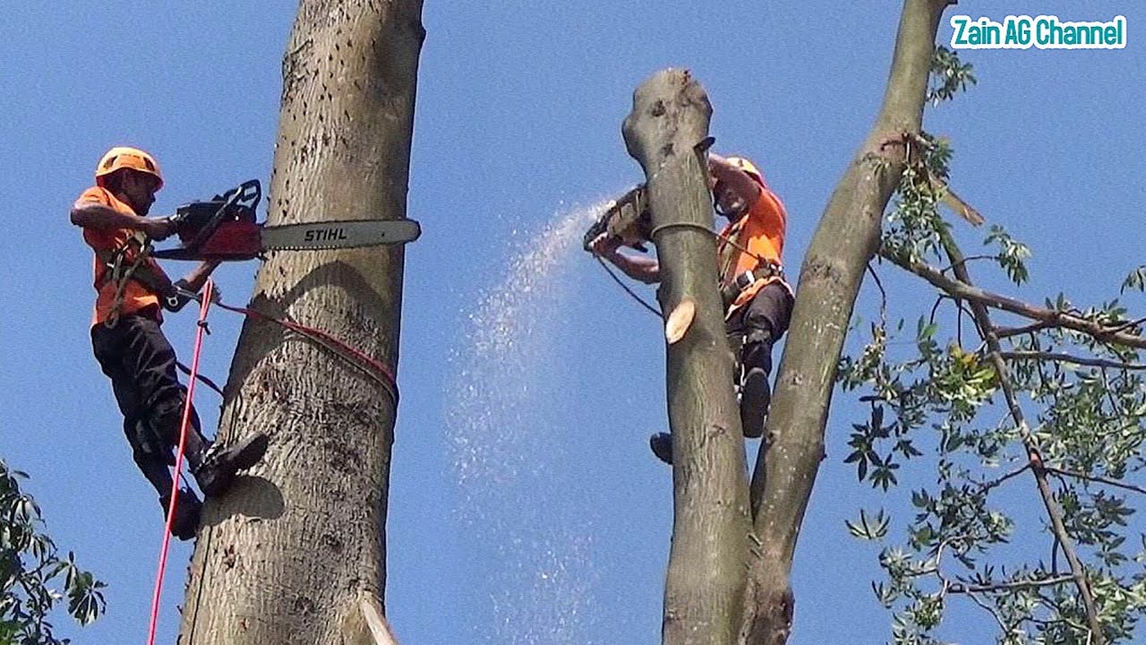 tree cutting skills in anticipation of a falling tree disaster