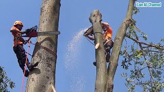 tree cutting skills in anticipation of a falling tree disaster