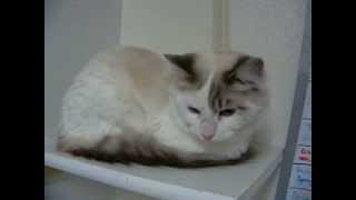 Taboo- Siamese/Himalayan/Turkish Van- Rifle Animal Shelter 970-625-8808