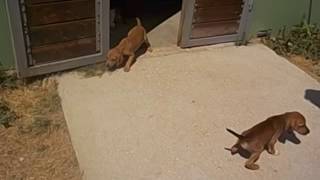 Video T Puppies 1