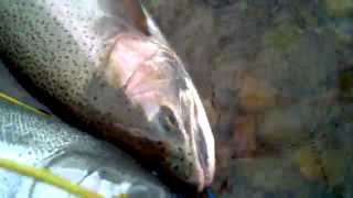 preview picture of video 'Nice steelhead catch on St. Joseph river, Berrien Springs'