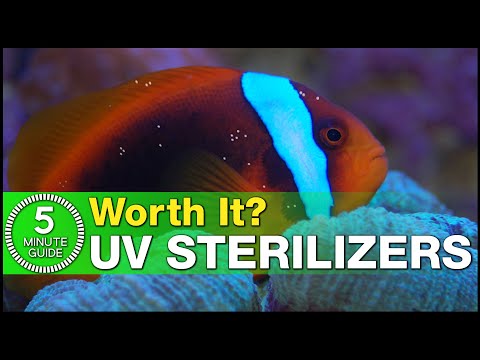 , title : 'What does a UV Sterilizer actually do? What does UV not do? Is it worth the investment?'