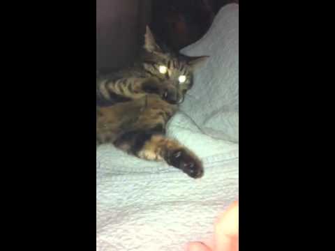 Paz-zest cat help me !!!