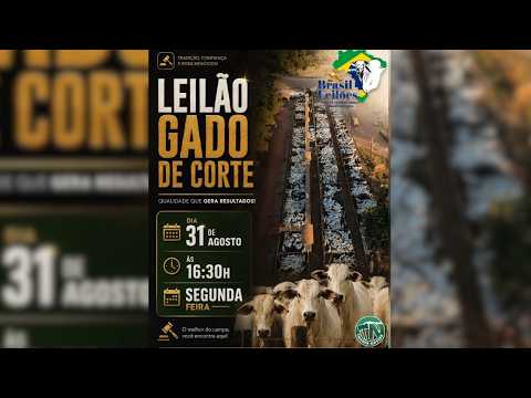 LEILÃO  GADO DE CORTE BRASIL LEILÕES  PORANGATU - GO  31 /08 / 2026