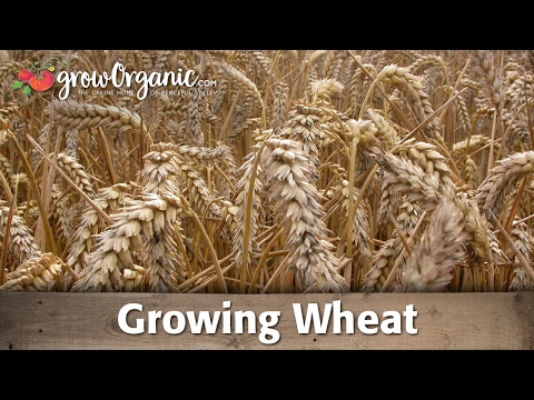 How to grow wheat organically