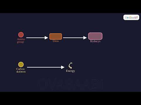 What Happens to Excess Amino Acids?