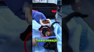 Crueldade o que fizeram com esse gatinho #gato #animais