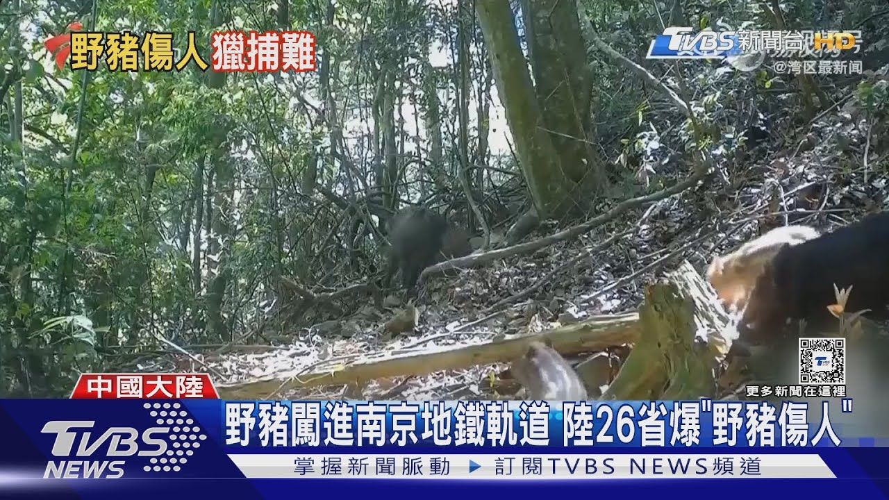 野豬進城闖入南京地鐵軌道!陸26省出現野豬攻擊人