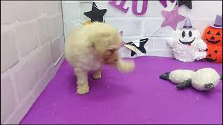 トイプードルの動画01