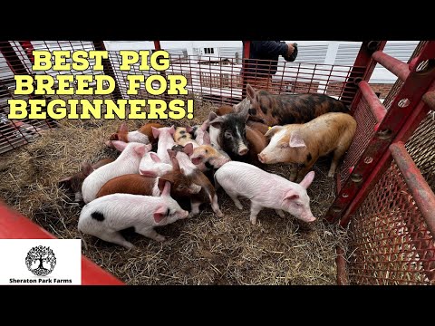 , title : 'Best Pig Breed? - THIS May Surprise You!'