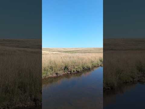 Cañada sin nombre , entre Arroyo Sopas y ruta 31 . Cam. Nac. de la Cuchilla de Haedo , Salto 🇺🇾 .