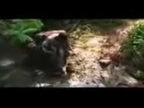 muvie SMK Islam JEPARA (ayam goreng.mp4)