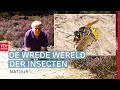 Een sneeuwvlo vinden is 'een ware uitdaging' | ROEG! | RTV Drenthe