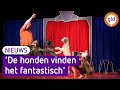 Dave is met zijn eenmanscircus lang niet overal welkom