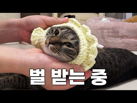 결국 급식기의 비밀을 알아버린 고양이