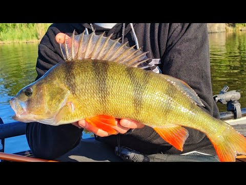 HUH MIKÄ AHVEN 44CM +1KG | ISON AHVENEN VAAPPUKALASTUS | PARAS SYÖNTIAIKA AHVENELLE