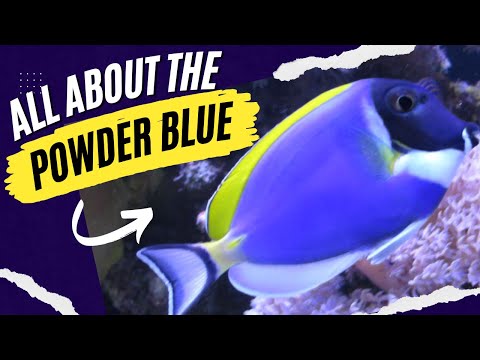 Powder Blue Tang 5 Keys To Success