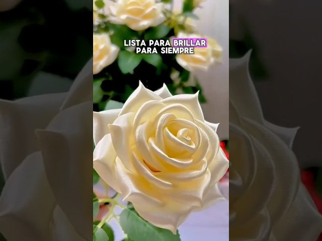 Vídeo relacionado con Rosa madera y metacrilato personalizable, Rosa San Valentín, Sant Jordi, La Bella y la Bestia. Regalo San Valentin personalizado. Dia de la Madre, Regalo Madre. Rosa eterna de acero inoxidable